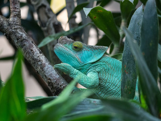 Caméléon