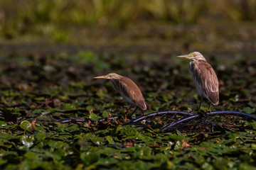 on he hunt heron of danube delta