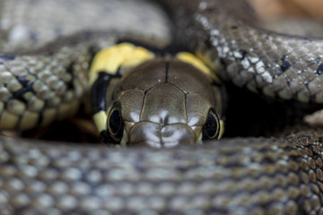 Grass snake looking into camera in defensive pose.