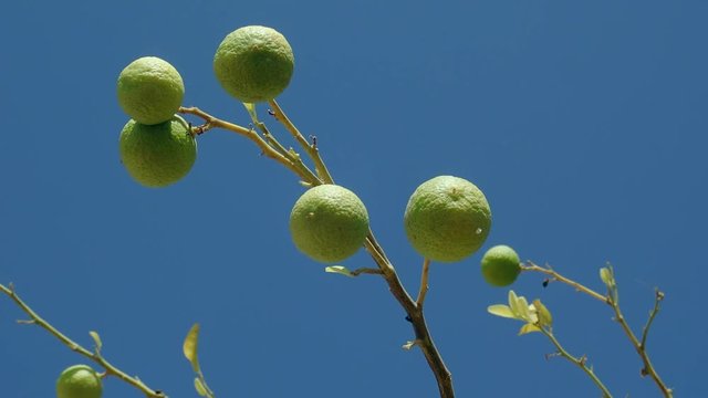  
branches Lime tree with fruits swaying to the wind on the blue sky background 
