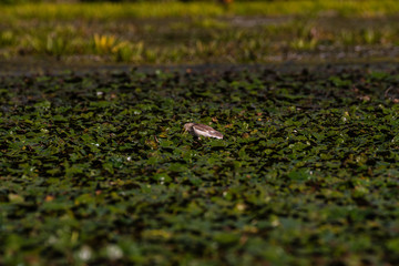 on he hunt heron of danube delta