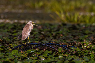 on he hunt heron of danube delta