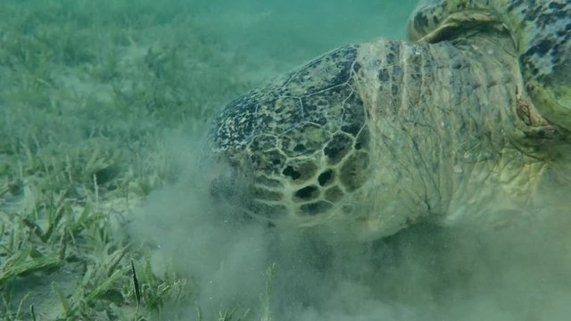  portrait of green sea turtle (Chelonia mydas) that eagerly eats seagrass on a sandy bottom

