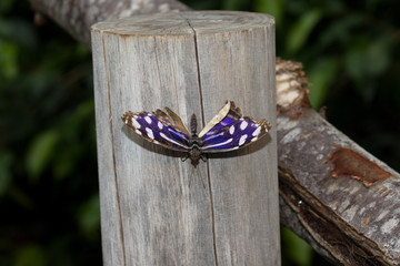 vogelperspektive eines blauen seglers mit ausgebreiteten flügeln sitzend auf einem zaunpfahl...