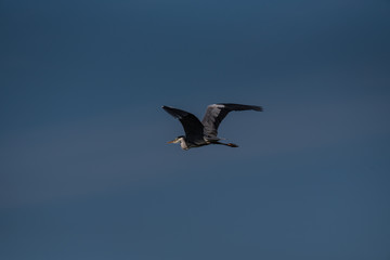 egret flying