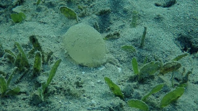 Protective sheath of eggs Lugworm Arenicola marina attached to the bottom among seagrass. Red sea, Marsa Alam, Marsa Mubarak, Egypt (Underwater shot)
