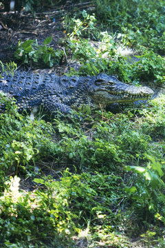 beautiful big crocodile