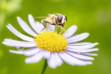 Obraz premium Große Sumpfschwebfliege - Helophilus trivittatus - Large Tiger Hoverfly on Leucanthemum - Margerite