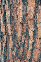 bark texture