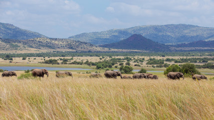 Fototapeta na wymiar A whole herd of elephant go walking through the long grass of the Pilanesberg National Park veld