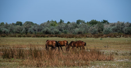 Fototapeta premium The wild stallions of the Danube Delta - Forest Letea