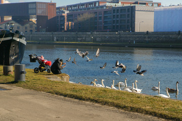 Kobieta z dzieckiem karmi łabędzie nad rzeką © Michal45