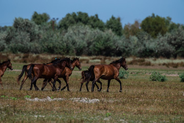 The wild stallions of the Danube Delta - Forest Letea