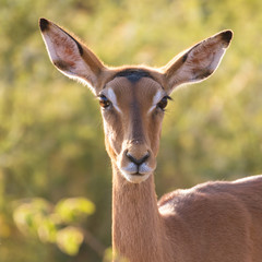 Back lit female impala in the early morning, staring down the photographer, Pilanesberg National Park, South Africa