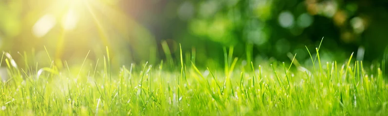 Fotobehang Verse groene grasachtergrond in zonnige de zomerdag in park © candy1812