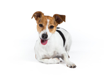 jack russell terrier