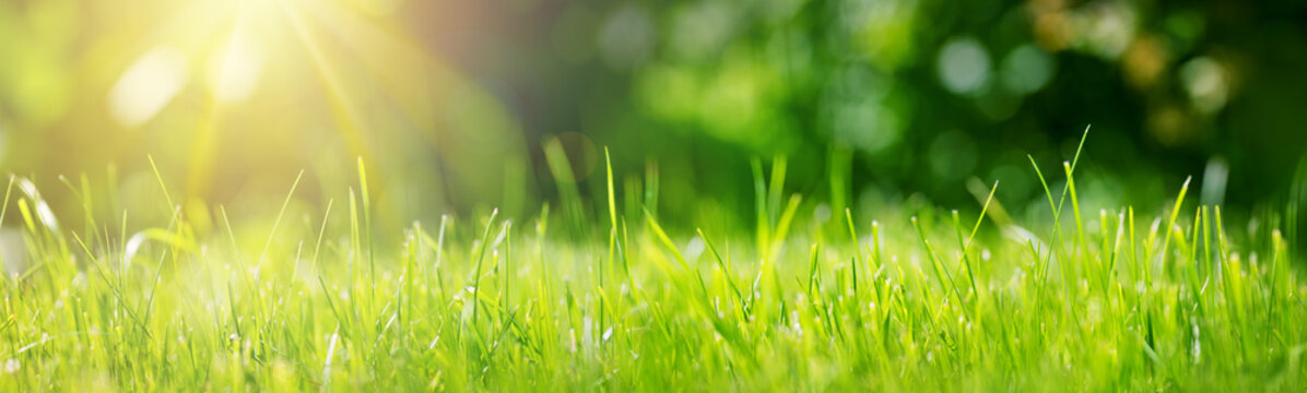 Fresh green grass background in sunny summer day in park © candy1812
