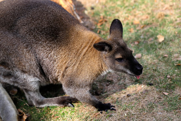 Naklejka premium Full body of of adult kangaroo (Macropod) on the meadow