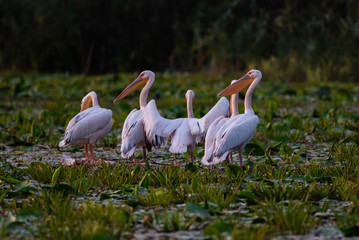 Pelican Gang