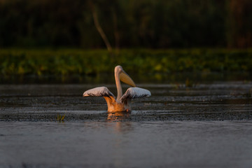 Pelicans of the Danube delta