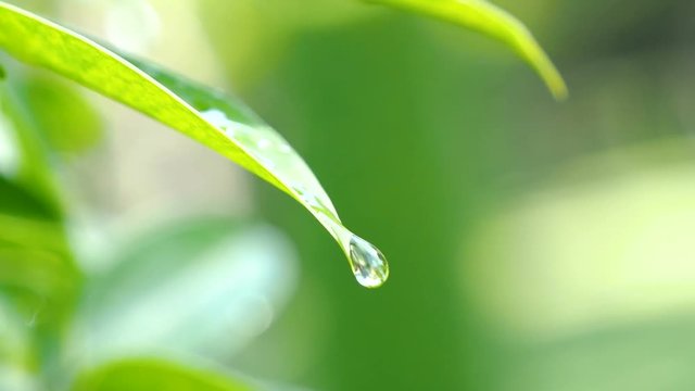 Slow motion video of water drop on green leaf on bokeh background (High Speed Video)