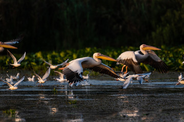 Pelicans of the danube delta