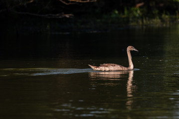 baby swan