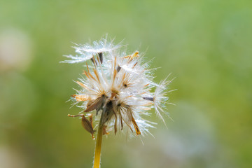 Beautiful white dandelion flowers.
