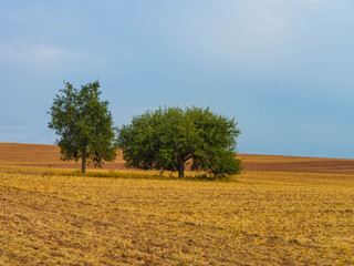 Fototapeta premium Bäume stehen auf einem abgeernteten Feld im Spätsommer, Rheinland-Pfalz, Deutschland