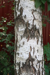 Birch bark texture