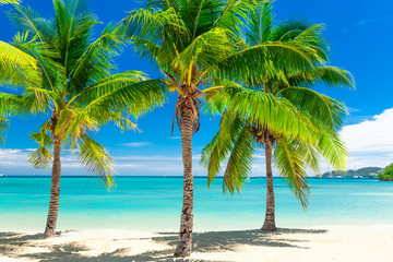 Fototapeta na wymiar Tropical beach with coconut palm trees and clear lagoon, Fiji Islands