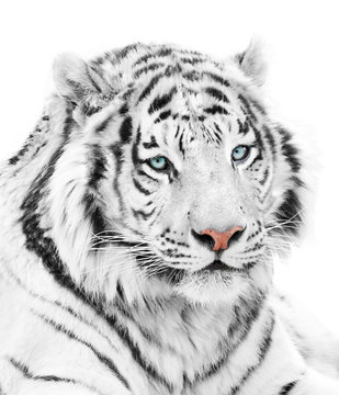 Beautiful white tiger isolated on white background
