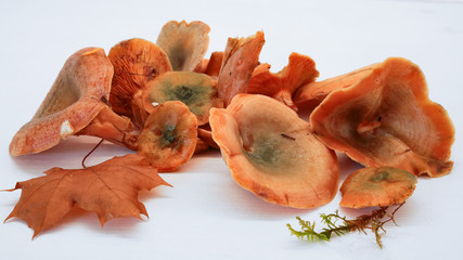Mushroom Lactarius deliciosus, also known as red pineand  saffron milk cap, on the white background