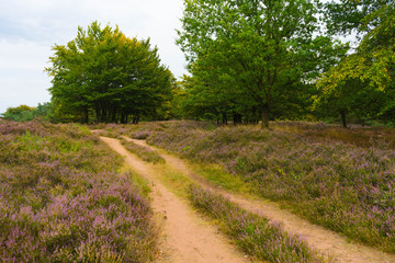 Heidelandschaft im Sommer, Rheinland-Pfalz, Deutschland