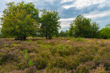 Heidelandschaft im Sommer, Rheinland-Pfalz, Deutschland