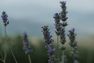 Obraz premium lavendel