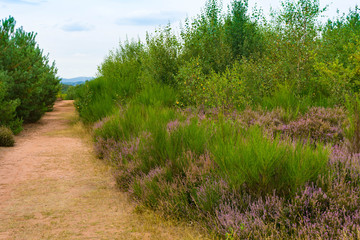 Mehlinger Heide, Heidelandschaft in Rheinland-Pfalz