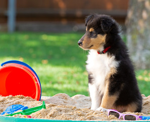 Langhaar-Collie-Welpe in tricolour