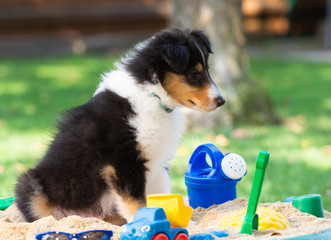 Langhaar-Collie-Welpe mit Sonnenbrille