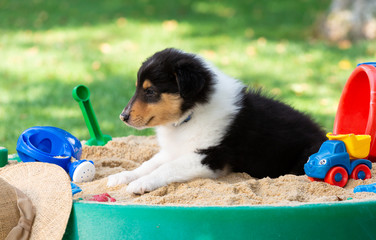 Langhaar-Collie-Hund im Sandkasten