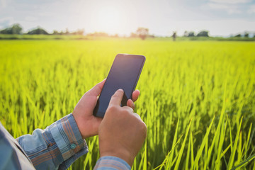 farmer using mobile checking report of agriculture in farm