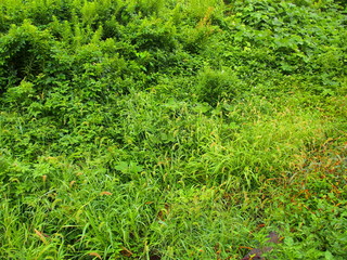 初秋の雨上がりのエノコログサ生える野原風景