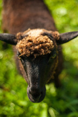 Sheep graze on green pasture near old wood house in the mountains. Young brown sheep graze on the farm.
