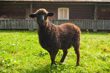 Sheep graze on green pasture near old wood house in the mountains. Young brown sheep graze on the farm.