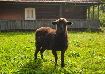 Sheep graze on green pasture near old wood house in the mountains. Young brown sheep graze on the farm.