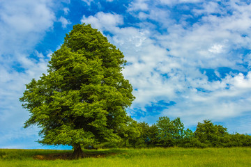 un chêne en prairie