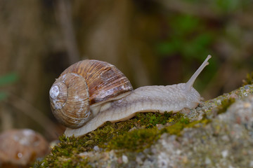 Weinbergschnecken im Frühjahr