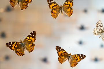 Butterfly in museum with audiences