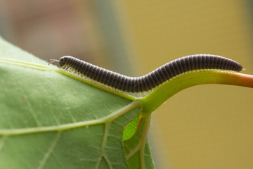 Millepiedi su gambo di foglia