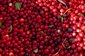 Berry background. Cowberry.